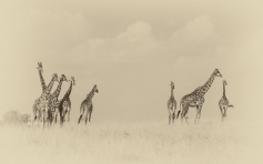 giraffes-family2